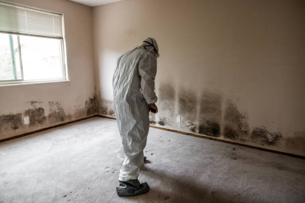 Best Forensic Mold Investigation  in Pineland, TX